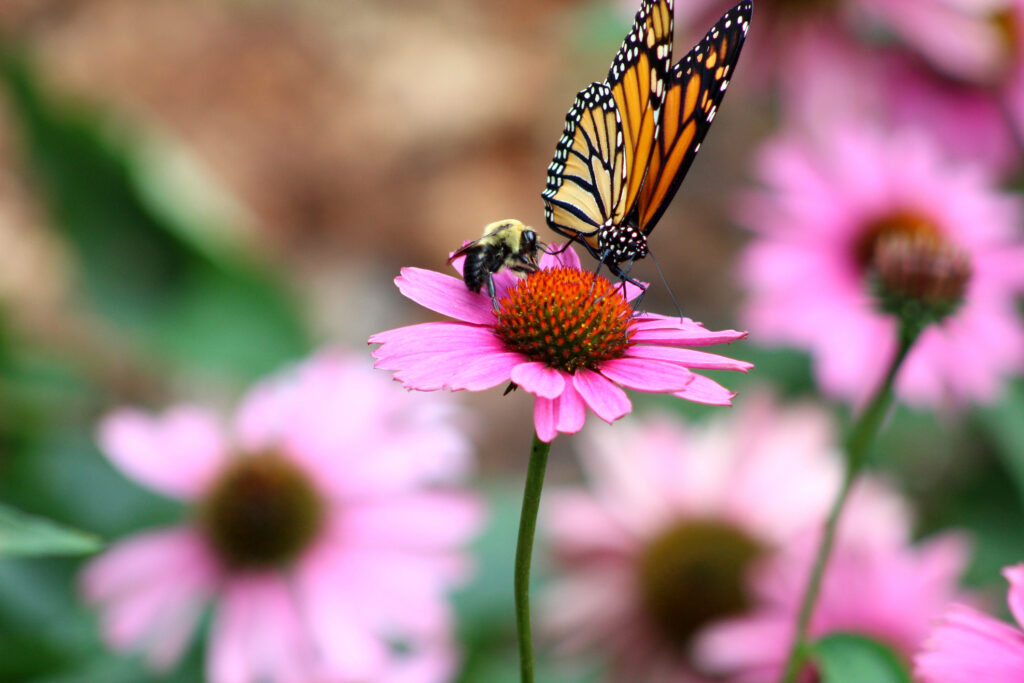 Bij en vlinder op Echinacea