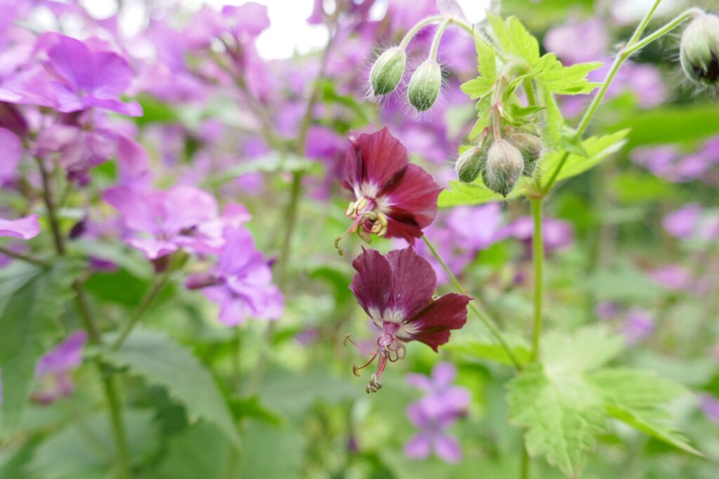 Geranium phaeum en Lunaria annua