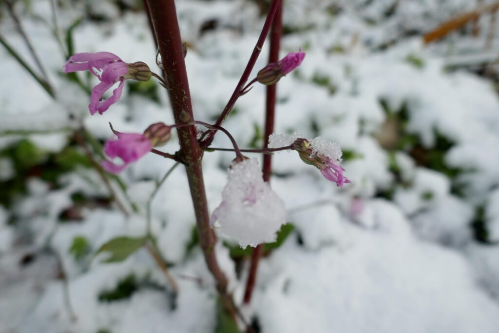 Echte koekoeksbloem, bloeiend in de sneeuw