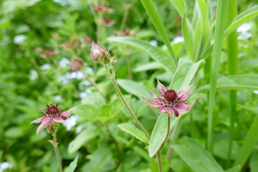 Wateraardbei (Comarum palustre)