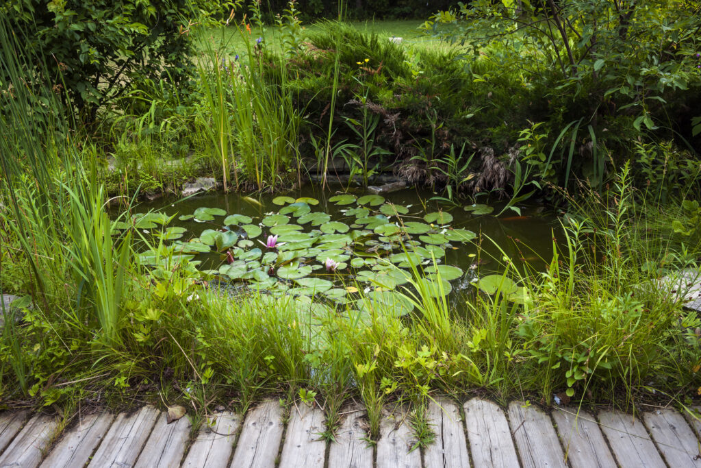 Natuurlijke vijver