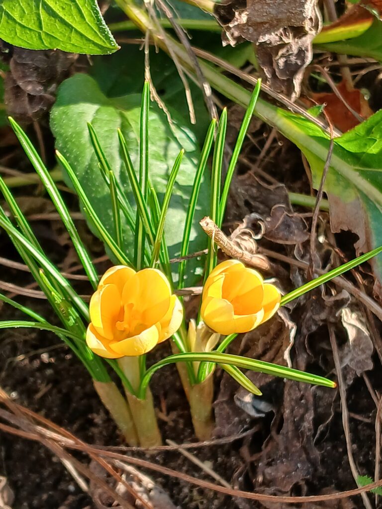 Biologisch gekweekte boerenkrokus