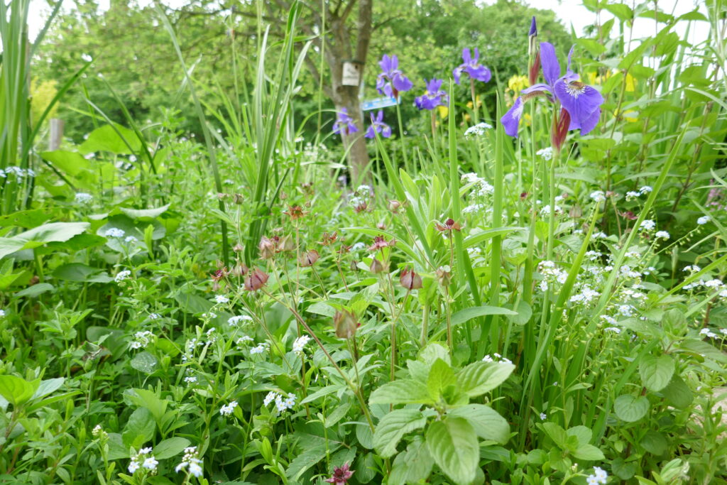 Een groene, onderhoudsvriendelijke tuin is in evenwicht