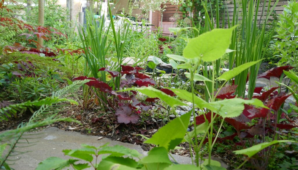 Structuurplanten zoals purperklokje (Heuchera)