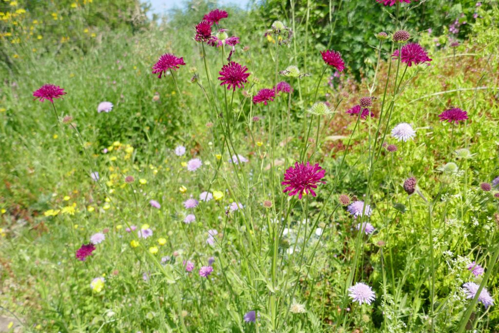 Bloemenweide met (o.a.) inheemse soorten