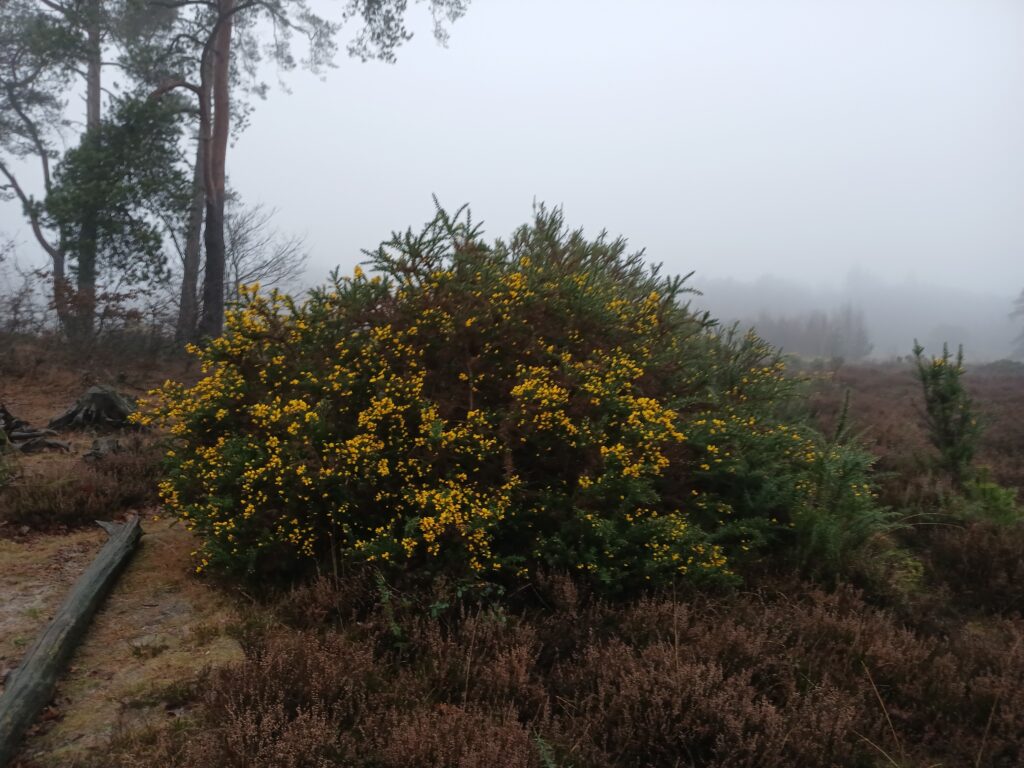 Bloeiende gaspeldoorn: inspiratie voor donkere dagen