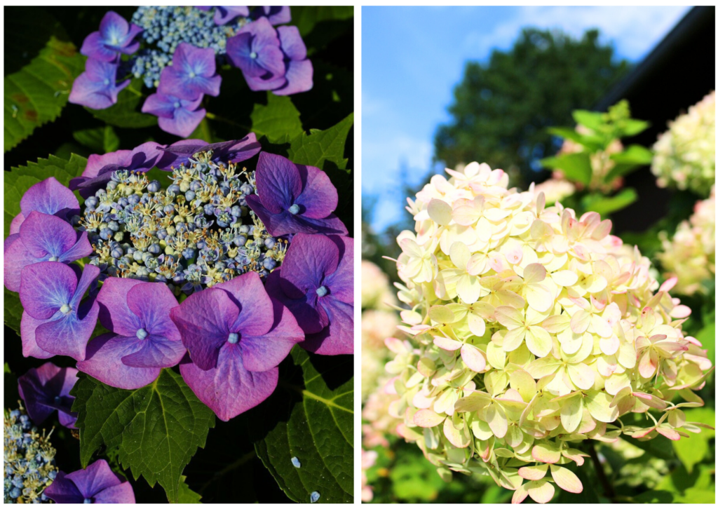 Hortensia met 'echte' bloemen en schijnbloemen (links) en hortensia met alleen schijnbloemen (steriele bloemen) (rechts)