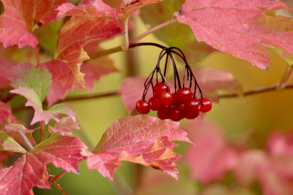Bessen van de inheemse Gelderse roos (Viburnum opulus)