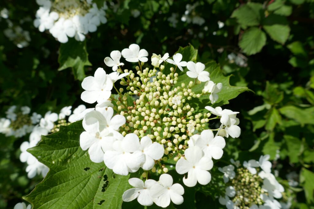 Viburnum opulus (Gelderse roos)