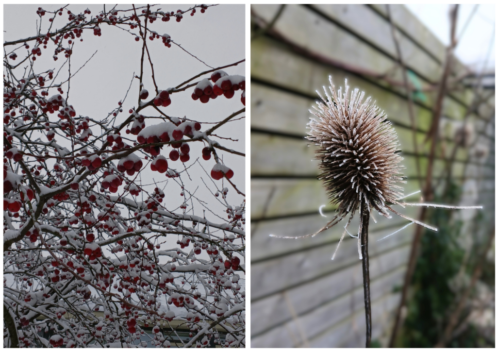 Malus en Dipsacus in de wintertuin