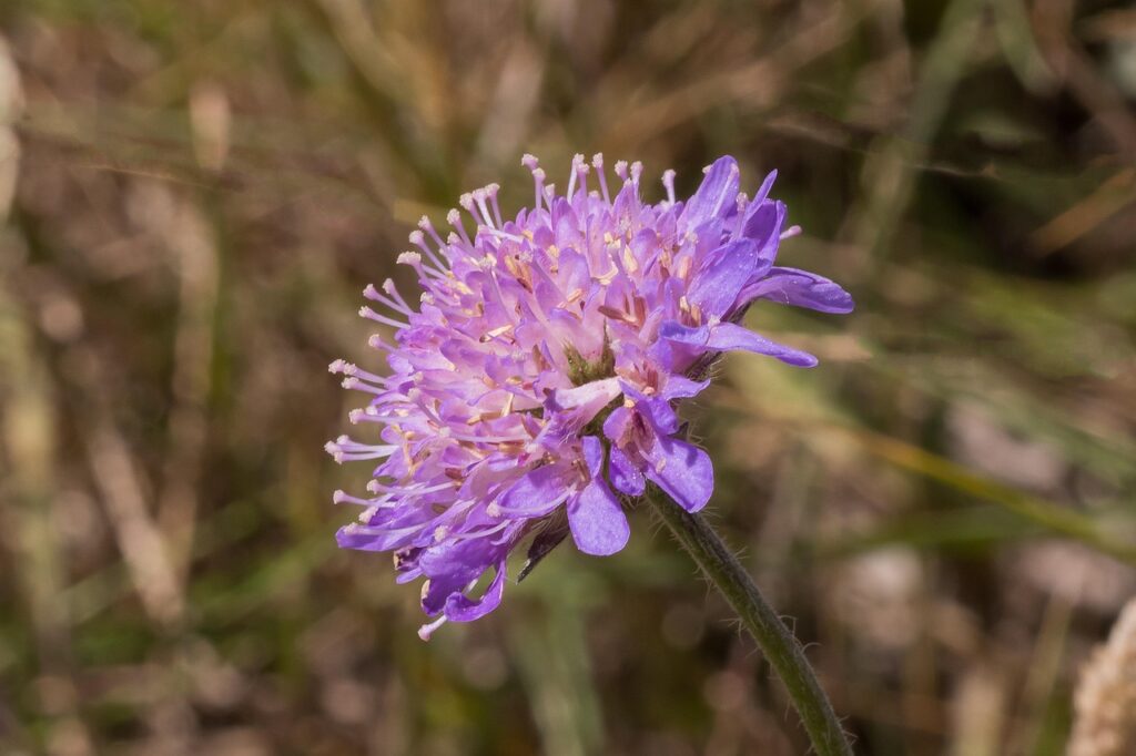 Knautia arvensis, een inheemse plant die goed in tuinen toe te passen is