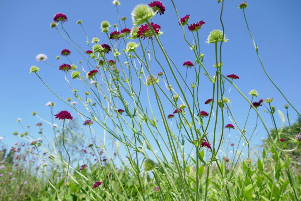 Knautia arvensis (een fijne inheemse plant), gecombineerd met Knautia macedonica en Scabiosa ochroleuca