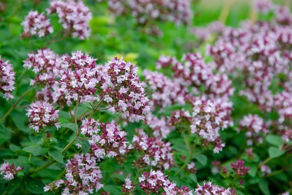 Origanum vulgare, een inheemse plant die goed in tuinen toe te passen is