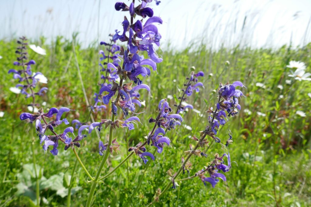 Salvia pratensis, een inheemse plant die goed in tuinen toe te passen is