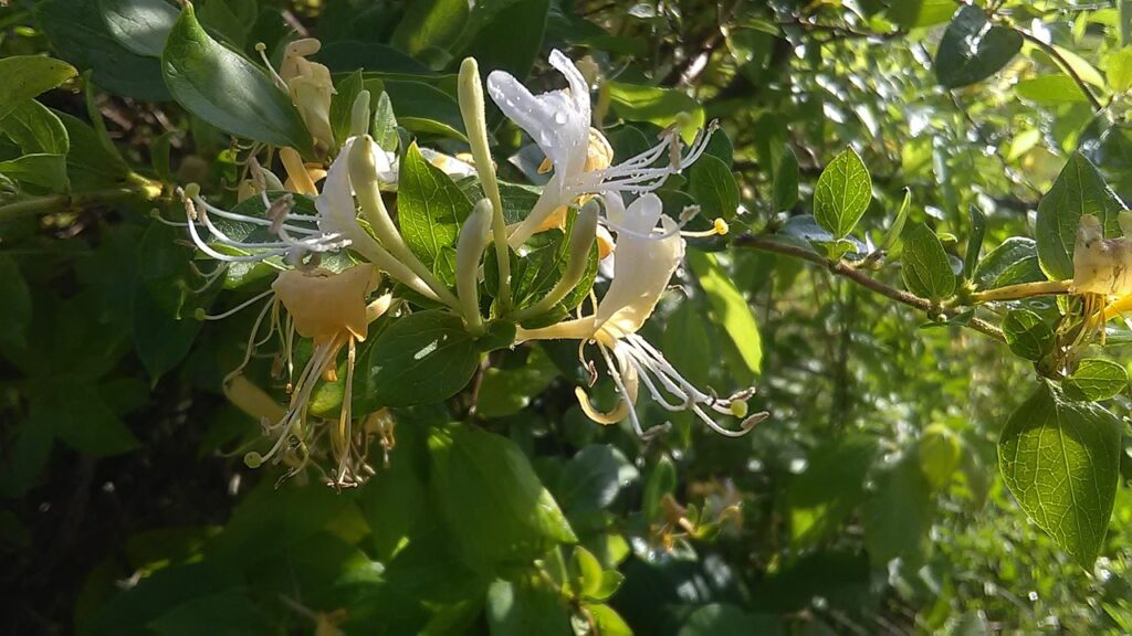 Wilde kamperfoelie - Lonicera periclymenum