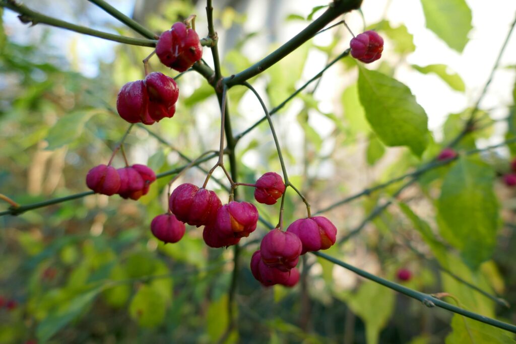 Euonymus europaeus voor het bessen-buffet in je tuin
