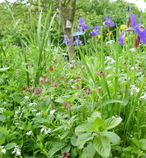 Moerasbeplanting in een voortuin