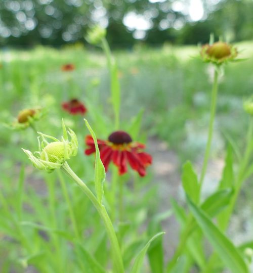 Helenium in bloei
