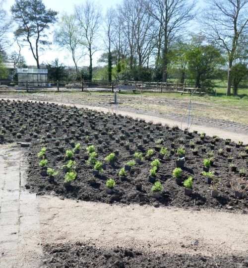 Aanplanting naar een beplantingsplan van De Bloeigaard